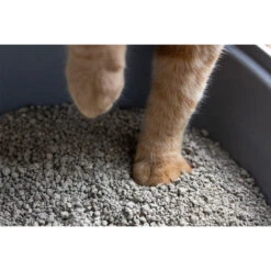 Gritty Klumpenbildende Katzenstreu -Medpets Geschaft 0QcbpmssKzWZvqS6vAlxtxisIrMe9r metaZ3JpdHR5Mi5qcGc