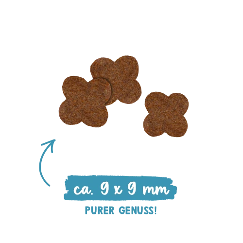 Sanabelle Kitten 2 Sanabelle Kitten – Bild 2