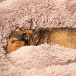 Beeztees Yali Plüsch-Donut-Bett -Medpets Geschaft beeztees yali pluche donutmand 216351 1000 none