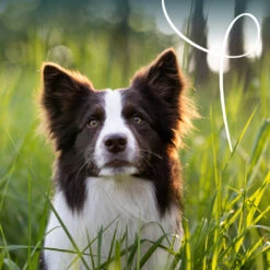 Yarrah - Hundefutter In Soße Vega Mit Hagebutten Bio 5 Yarrah - Hundefutter In Soße Vega Mit Hagebutten Bio -Medpets Geschaft cUbdkywelVZBSUEL8A2S3vw3qgNeqI metaWWFycmFoLUJpb2xvZ2lzY2gtSG9uZGVudm9lci1DaHVua3MtVmVnYTIuanBn