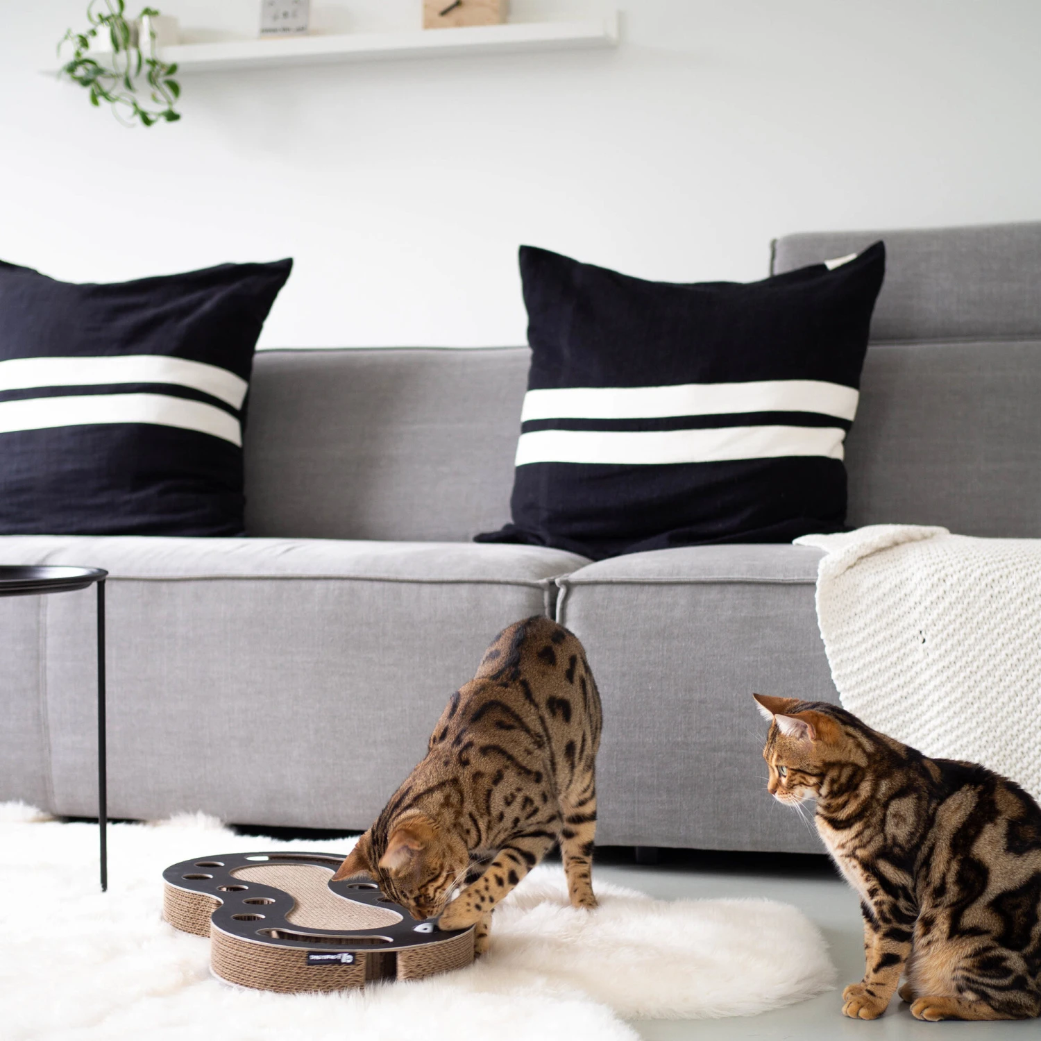 District 70 Snake 6 District 70 Snake – Bild 6