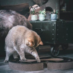 District 70 Snake 8 District 70 Snake -Medpets Geschaft district 70 snake kattenspeelgoed 190421 2000 none