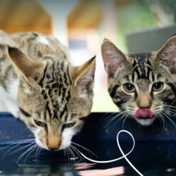 Yarrah Bio Cat Pouch - Chicken In Gravy 5 Yarrah Bio Cat Pouch - Chicken In Gravy -Medpets Geschaft gUrMnf6kTdE47RJiFibVA1KOfeKNOo metaWWFycmFoLUthdC1XZXQtRm9vZC1Qb3VjaC1DaGlja2VuLWluLVNhdWNlLTIuanBn