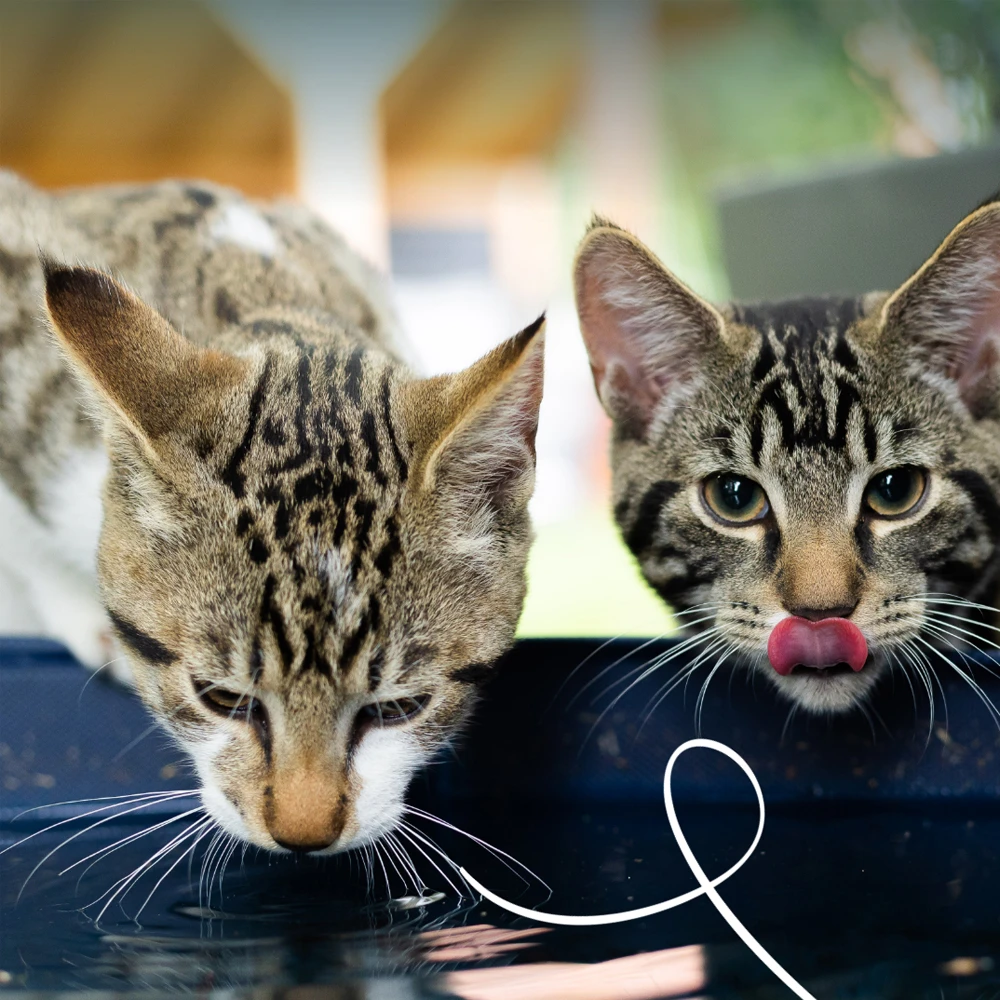 Yarrah Bio Cat Pouch - Chicken In Gravy 3 Yarrah Bio Cat Pouch - Chicken In Gravy – Bild 3