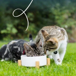 Yarrah Bio Paté Katzenfutter - Schälchen - Huhn Mit Rind -Medpets Geschaft jWOw5sH6C2PP8Mdx4LyZSxMa2KQIhY metaWWFycmFoLUthdC1QYXRlLUtpcC1lbi1rYWxrb2VuLUt1aXBqZS0yLmpwZw