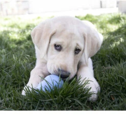 KONG Puppy Snacks -Medpets Geschaft kong puppy snacks 99002 0500 none