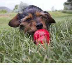 KONG Easy Treat -Medpets Geschaft kong stuffn 98975 0500 none