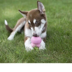 KONG Easy Treat -Medpets Geschaft kong stuffn 98987 0500 none