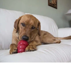 KONG Liver Snacks 16 KONG Liver Snacks -Medpets Geschaft kong stuffn liver snacks 98918 0500 none