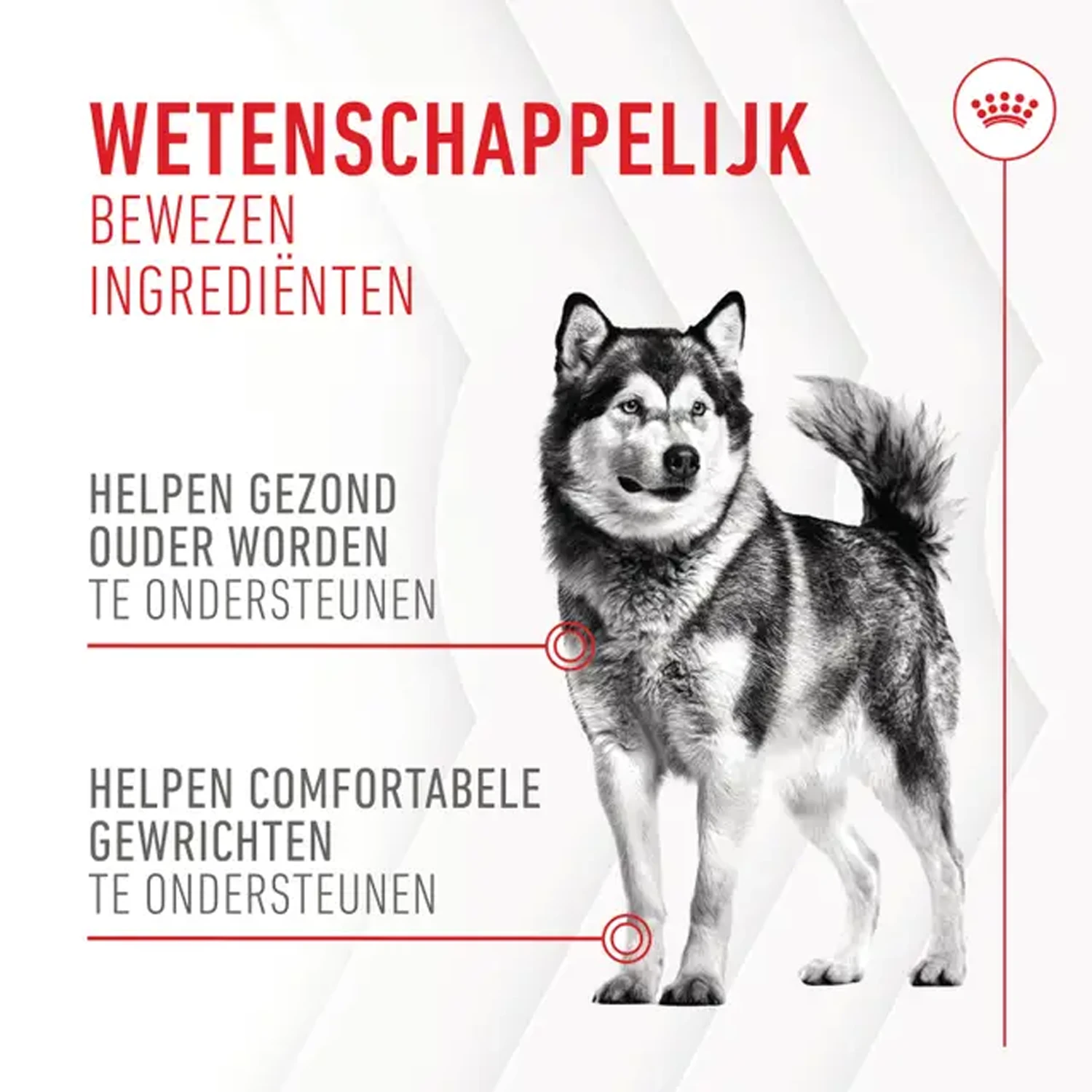 Royal Canin Joint & Ageing Supplements Chews Hund 4 Royal Canin Joint & Ageing Supplements Chews Hund – Bild 4