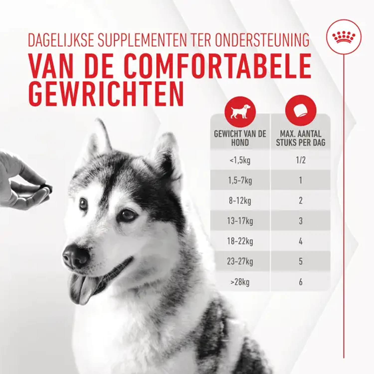 Royal Canin Joint & Ageing Supplements Chews Hund 7 Royal Canin Joint & Ageing Supplements Chews Hund – Bild 7