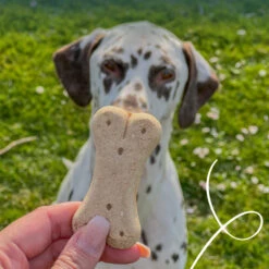 Yarrah Vegetarische Hundekekse Bio 5 Yarrah Vegetarische Hundekekse Bio -Medpets Geschaft qp1BLhKwLL0CbebEsmfqKu76iDiyS8 metaWWFycmFoLUhvbmQtVmVnYS1Ib25kZW5rb2VramVzLUdyb3RlLUhvbmQtMi5qcGc