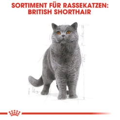Royal Canin British Shorthair Adult Katzenfutter -Medpets Geschaft royal canin british shorthair adult kattenvoer 137524 1000 none