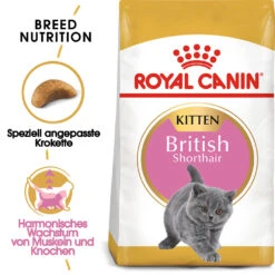 Royal Canin British Shorthair Kitten Katzenfutter -Medpets Geschaft royal canin british shorthair kitten kattenvoer 144290 1000 none