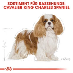 Royal Canin Cavalier King Charles Adult Hundefutter -Medpets Geschaft royal canin cavalier king charles adult hondenvoer 137857 1000 none