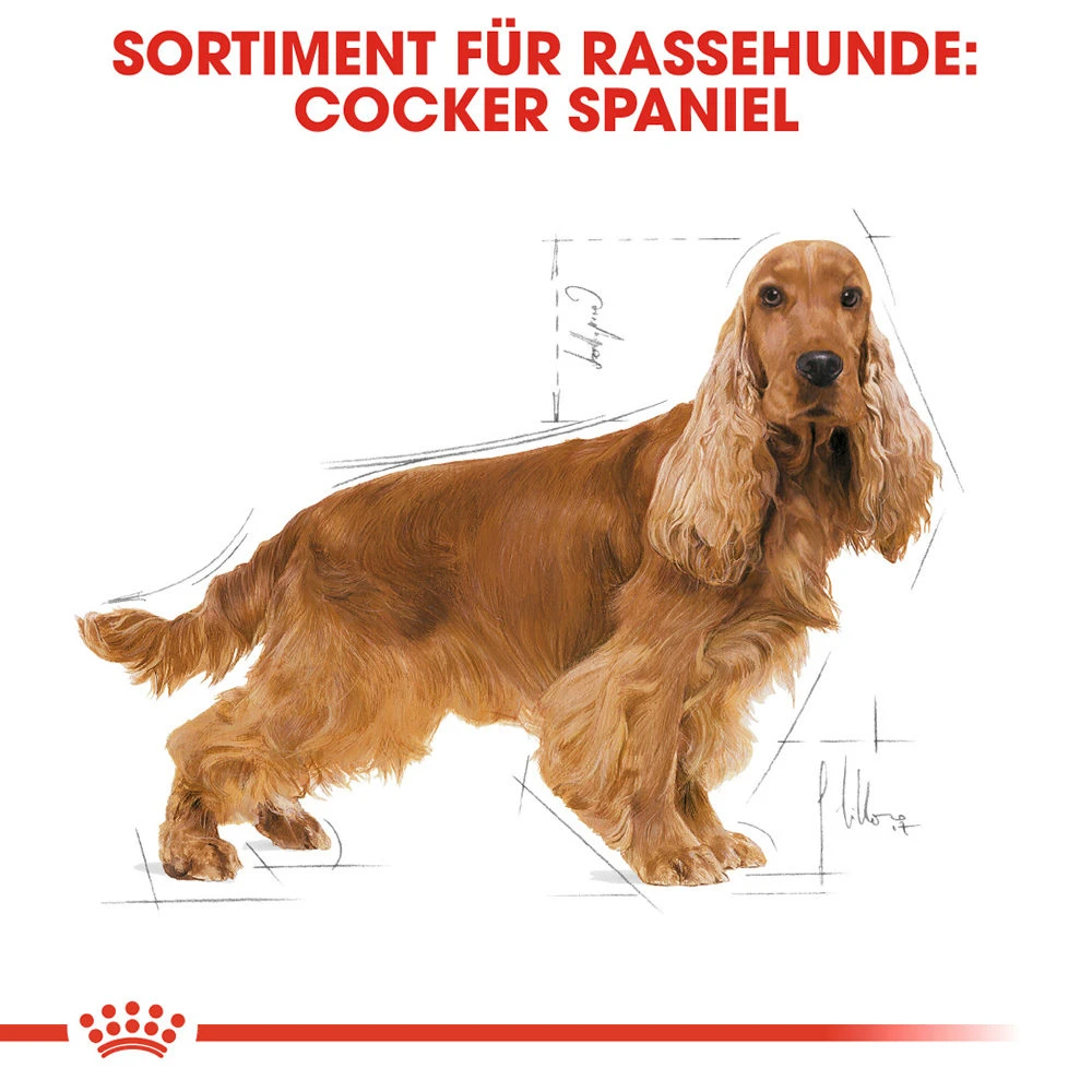 Royal Canin Cocker Adult Hundefutter 3 Royal Canin Cocker Adult Hundefutter – Bild 3