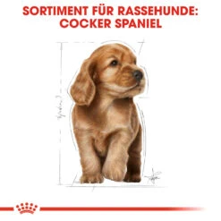 Royal Canin Cocker Puppy Hundefutter 12 Royal Canin Cocker Puppy Hundefutter -Medpets Geschaft royal canin cocker puppy hondenvoer 138226 1000 none