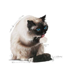 Royal Canin Hairball Care In Gelee - Katze -Medpets Geschaft royal canin hairball care in jelly kattenvoer 224004 0500 none