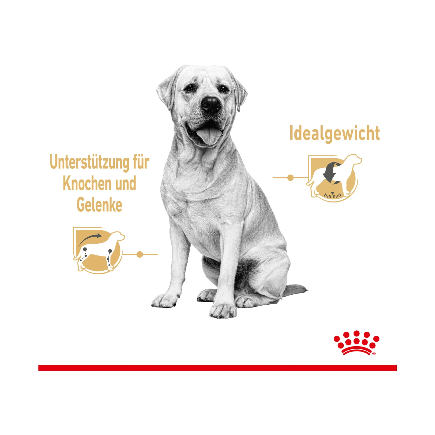 Royal Canin Labrador Retriever Adult Hundefutter - Frischebeutel 3 Royal Canin Labrador Retriever Adult Hundefutter - Frischebeutel – Bild 3