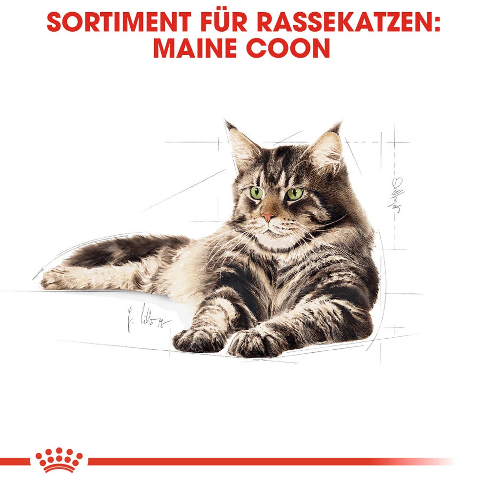 Royal Canin Maine Coon Adult Katzenfutter - Frischebeutel 5 Royal Canin Maine Coon Adult Katzenfutter - Frischebeutel – Bild 5