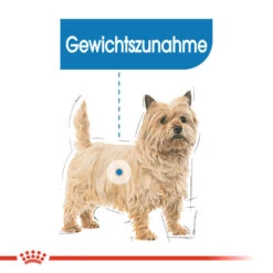 Royal Canin Mini Light Weight Care Hundefutter -Medpets Geschaft royal canin mini light weight care hondenvoer 132725 1000 none