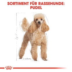 Royal Canin Poodle Adult Hundefutter -Medpets Geschaft royal canin poodle adult hondenvoer 139663 1000 none