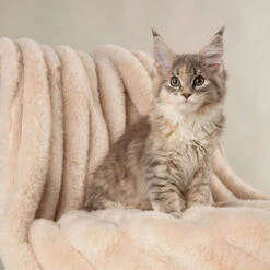 Scruffs Aspen-Decke -Medpets Geschaft scruffs aspen blanket 227031 0500 none